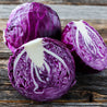 Purple Cabbage - 1 PC